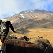Damavand alibabatrek Damavand flora and fauna - persian sheep-Iran blog